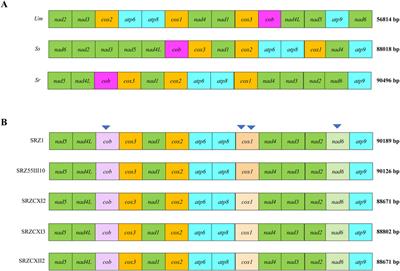 Comparative mitogenomic analysis of Sporisorium reilianum f. sp. zeae suggests recombination events during its evolutionary history